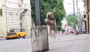 Un chien fait du parkour dans la rue.