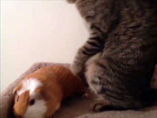 Ce Chat Ne Veut Pas Partager Son Lit Avec Le Cochon D Inde Sur Orange Videos