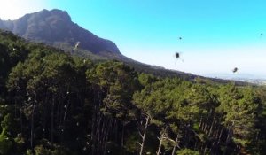 Drone volant attaqué par une nuée d'abeilles pas contentes!