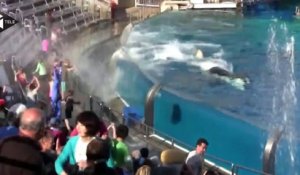 Etats-Unis: Le parc SeaWorld met fin à son attraction avec les orques