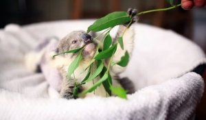 Trop Mignon Ce Bebe Koala Mange Ses Feuilles D Eucalyptus Sur Orange Videos