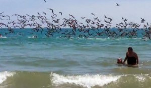 Des milliers d'oiseaux plongent dans la mer