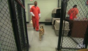 Des chiens abandonnés donnés à des détenus afin de créer un lien et de sociabiliser les 2