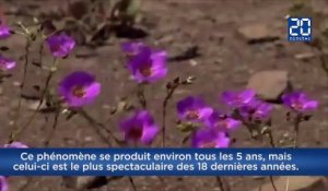 Au Chili, un désert se transforme en un champ de fleurs
