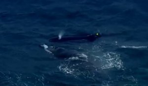 Un bébé baleine coincé dans un filet anti-requin sauvé de la mort!
