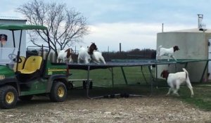 Des chèvres s'amusent sur un trampoline