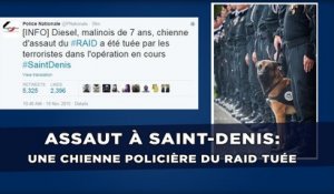 Assaut à Saint-Denis: Une chienne policière du Raid tuée
