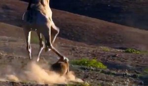 Un étonnant Duel entre une Girafe et un Lion