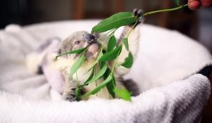 Séance photo pour le mignon bébé Koala