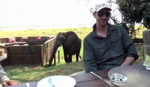 Un éléphant charge des touristes irlandais !