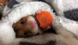 Un petit hamster mange sa carotte et c'est trop mignon