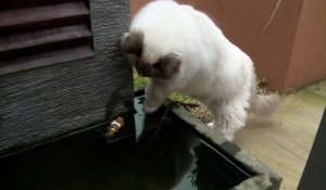 Le très beau geste d'un chat envers un poisson ...