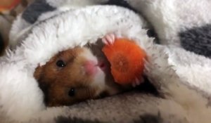 Ce petit hamster a l'habitude la plus adorable qui soit