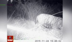 Un tigre en cavale depuis un mois au Mexique repéré