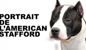 Portrait du chien de race Amercian Stafford