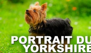 Portrait du chien de race Yorkshire