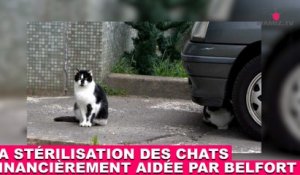 La stérilisation des chats financièrement aidée par la mairie de Belfort ! À regarder tout de suite dans la minute chat #54