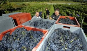 Le vin, trait d'union de la région Acal (Alsace, Lorraine, Champagne-Ardenne)