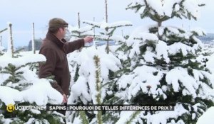 Sapins : pourquoi de telles différences de prix ?