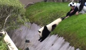 Un panda géant un peu maladroit au Japon