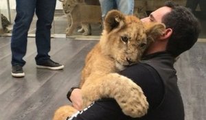 Trop cute : un lionceau fait un câlin !