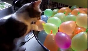 Quand des chats jouent avec des ballons... c'est le drame !