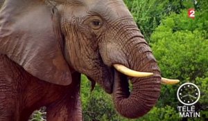 Faune - Les éléphants plus que jamais menacés - 2015/12/04