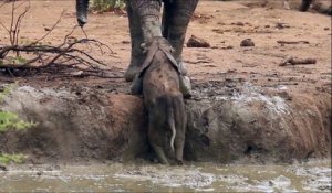 Un éléphant utilise sa trompe pour sauver un éléphanteau