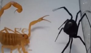 Il Decouvre Une Veuve Noire Et Ses Centaines De Bebes Pieges Dans La Colle A Fourmis Sur Orange Videos