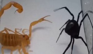 Combat entre un scorpion et une araignée veuve noire