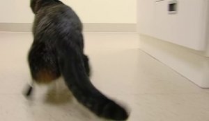 Un chat avec 2 prothèses à la place de ses pattes arrières