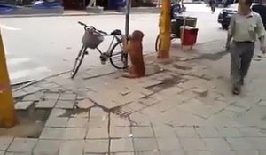 Ce chien garde le vélo de son maitre... Trop mignon