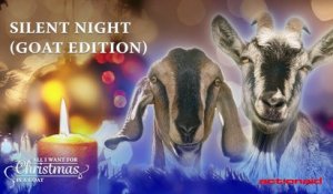 Des chèvres chantent la chanson de Noël Douce Nuit Sainte Nuit