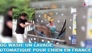 Dog Wash: un lavage automatique pour chien en France! À découvrir dans la minute chien #63