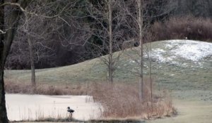 Un coyote joue avec un ballon sur une petite colline
