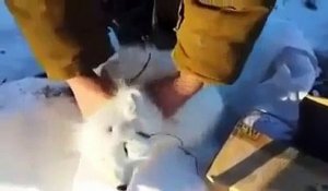 Un renard polaire fait le mort pour échapper à des chasseurs