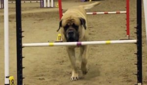 Mastiff course agility