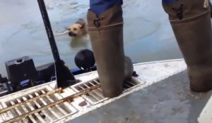 Un chien en train de se noyer dans une rivière gelée sauvé par des russes