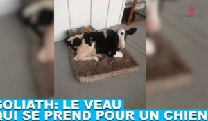 Goliath: le veau qui se prend pour un chien! L'histoire dans la minute chien #65