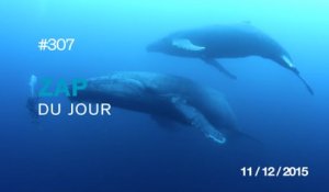 ZAP DU JOUR #307 : Danny MacAskill - Cascadia / Incroyable rencontre entre 2 baleines et des plongeurs /