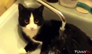 Les chats aiment l'eau?? Oui! Compilation hilarante