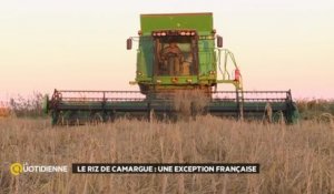 Le riz de Camargue : une exception Française