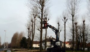 Abattage des arbres place Fontaine à Berck