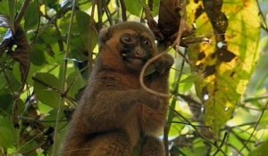 Les espèces animales du parc national de Ranomafana - Echappées Belles