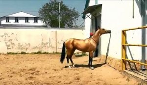 Assistez à ce spectaculaire entraînement d'un jeune étalon de Akahal-Teke