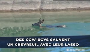 Des cow-boys sauvent un chevreuil des eaux grâce à leur lasso