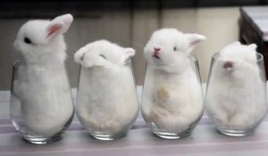 Ces bébés lapins sont confortablement installés dans des verres
