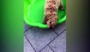 Ce chien trop mignon a besoin d'eau dans sa piscine!