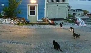 Des centaines de chats s'echappent d'une maison