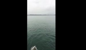 Un requin énorme saute hors de l'eau après avoir mordu à l'hameçon d'un pecheur